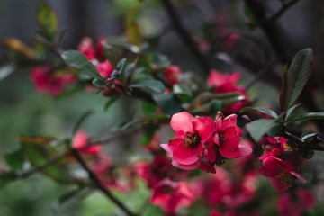 Beautiful pink flowers, Bush with red flowers