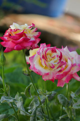 Superb yellow and red roses in full bloom