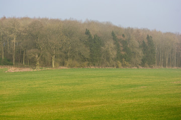 Parkland and trees on a spring morning