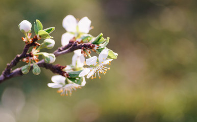 blooming cherry tree