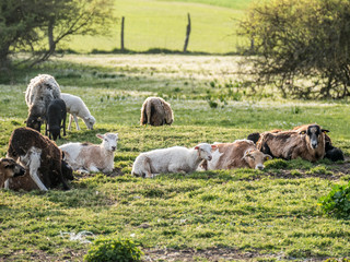 Schafe auf der Weide