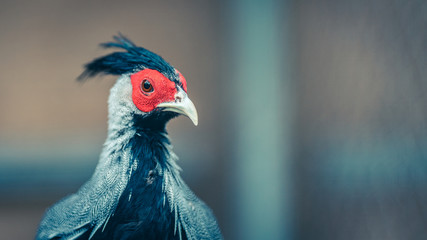 Colorful Golden Pheasant 