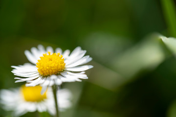 Fototapeta premium Gänseblümchen, Maßliebchen, Tausendschön, Monatsröserl, Margritli, kleines Margaritl