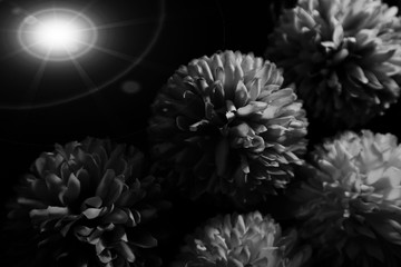 Beautiful abstract color dark and black flowers on black background and blue graphic white flower frame and dark leaves texture, dark background, colorful graphics banner 