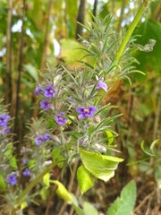 Purple colours flowers on a plant