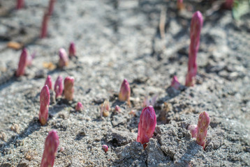 Asparagus shoots in the garden. Popular gourmet vegetable
