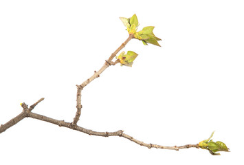 Lilac bush branch with green leaves on an isolated white background. Sprout