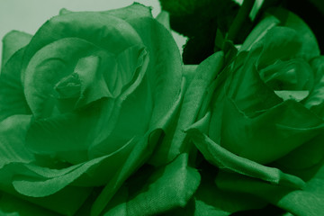 Beautiful abstract color white and green flowers on black background and dark graphic white flower frame and green leaves texture, green background, colorful graphics banner 