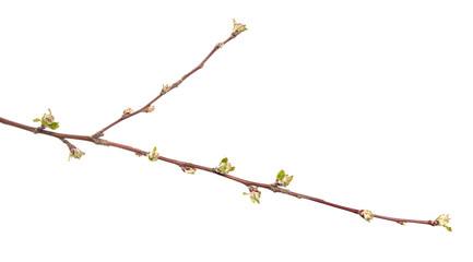 Apple tree branch on an isolated white background. Fruit tree sprout with leaves isolate.