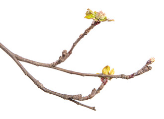 Apple tree branch on an isolated white background. Fruit tree sprout with leaves isolate.