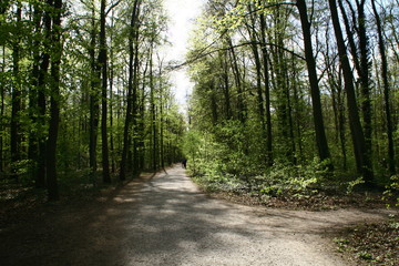 walkers and athletes in the forest
