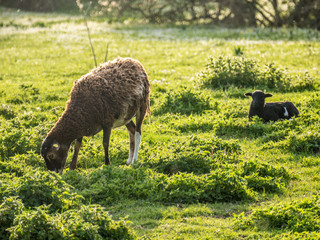 Schafe auf der Weide