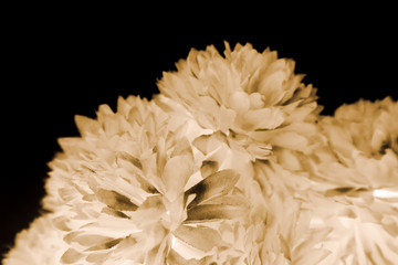 Beautiful abstract color black and yellow flowers on black background and gold flower frame and brown leaves texture, dark background, orange and gold love banner, brown and dark background