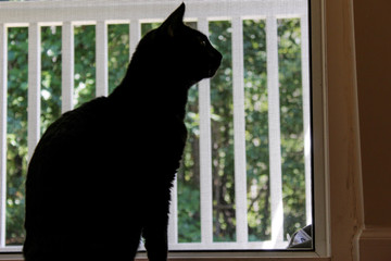cat looking out window