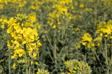 Fototapeta premium rapeseed bloomed, a whole field covered with yellow flowers