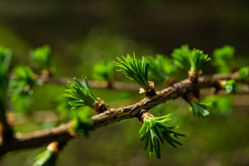 young larix larch branch close up