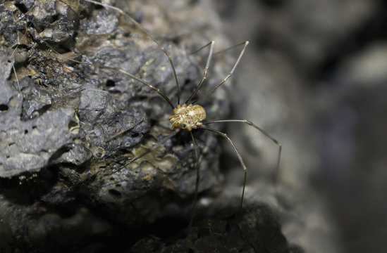 Ragno sulla roccia che osserva
