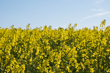 Obraz premium rapeseed bloomed, a large field of yellow rape and blue sky