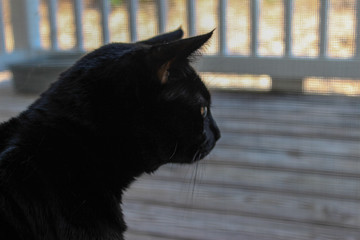 closeup of black cat staring out window