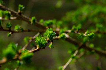young larix larch branch close up