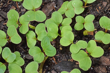 Jeunes pousses de radis