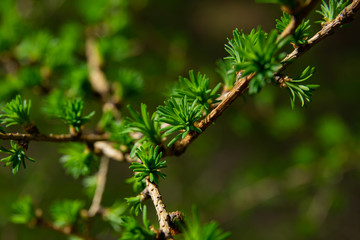 young larix larch branch close up
