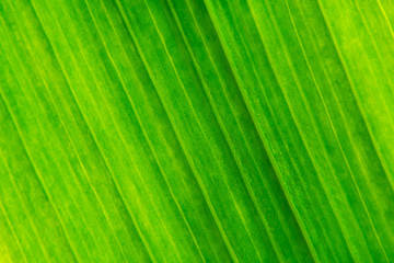 Green leaf texture background macro photography