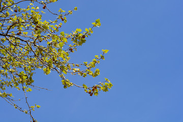 Fototapeta premium London plane
