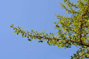 Ginkgo leaves