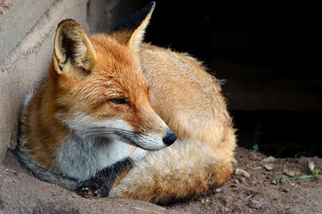 Red fox lying on the ground