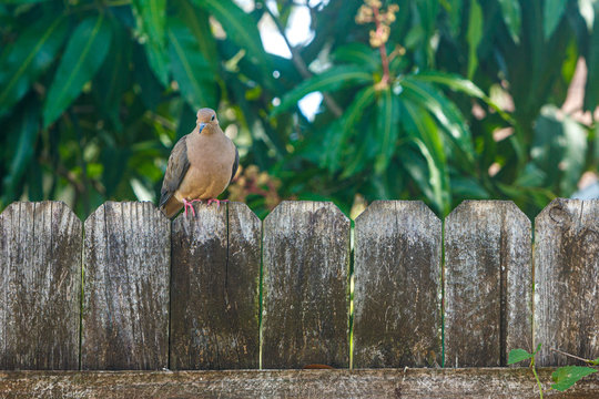 Mourning dove sits on wooden fence
