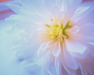 Obraz premium abstract background with yellow flowers