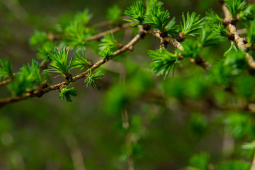 Fototapeta premium young larix larch branch close up