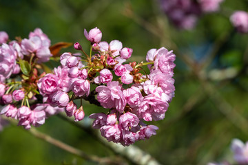 Pink blossom flowers of Prunus Serrulata