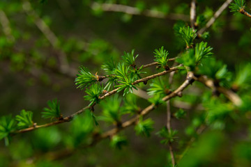 young larix larch branch close up
