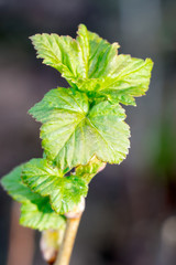 Sprout and buds of black currant. Buds on the bushes. Young plants. Early sring. Gardening. Spider mite on the bushes