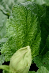 New green rhubarb leaves and flowers in early spring