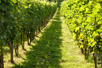 Fototapeta na wymiar Green grape cordons in a vineyard in Hungary, close to lake Balaton during the summer