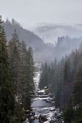 Foggy, misty forest, the Norwegian woods with pine trees during winter