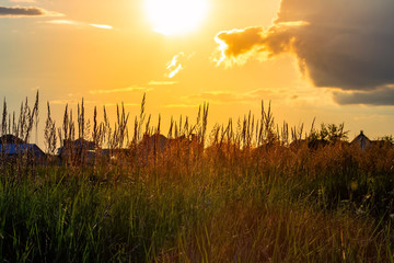 Grass on the sunset in the evening. Summer landscape.