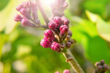 Young shoots of a young lilac close-up.