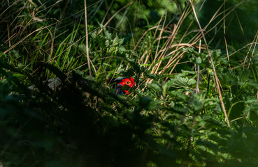 Phasianus eye in the forest 