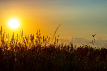 Grass on the sunset in the evening. Summer landscape.