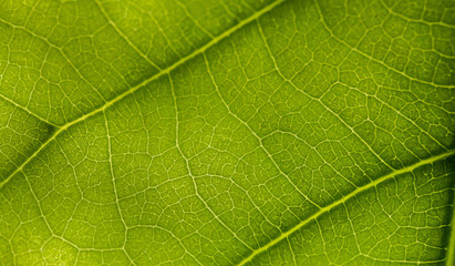 macro photo of a green leaf with veining.