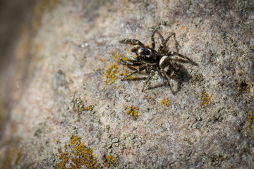  tiny zebra-jumping spider sits on a field stone