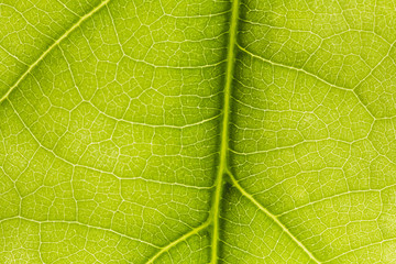 macro photo of a green leaf with veining.
