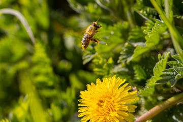 a honey bee collects the nectar of a yellow dandelion blossom