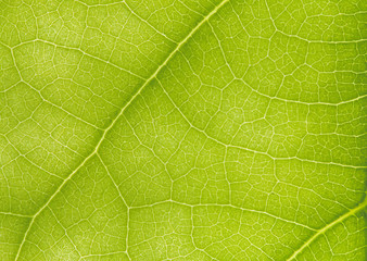 macro photo of a green leaf with veining.