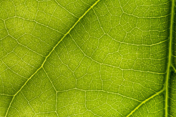 macro photo of a green leaf with veining.