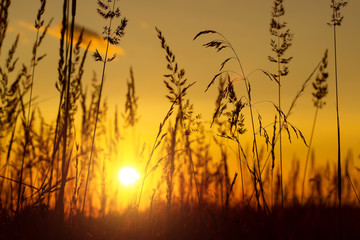 Grass on the sunset in the evening. Summer landscape.